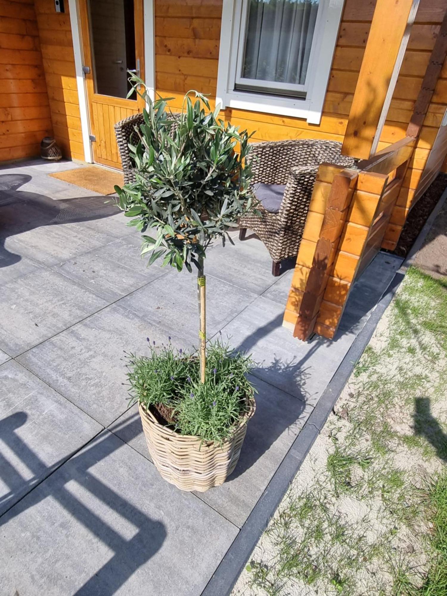 Nieuw - Luxe Blokhut Chalet In Bosrijke Omgeving Anloo Exterior foto